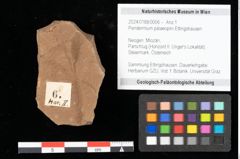 Foto (Objekt + Etikett) von Peridermium palaeopini Ettingshausen (NHMW-GEO-2024-0188-0006)